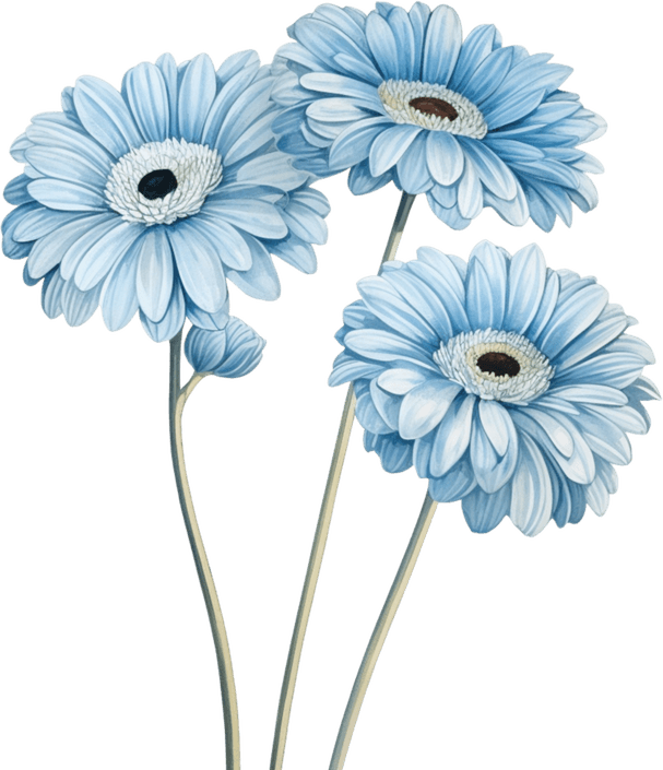 Marguerite Blue PNG