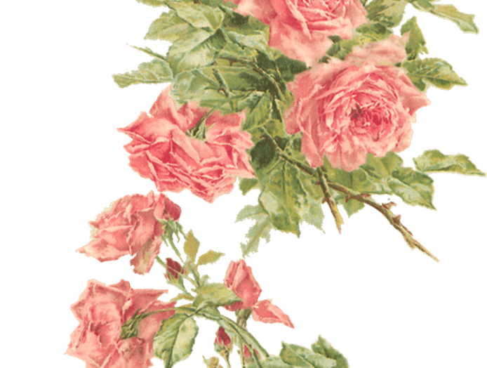 Peach Flower Border PNG