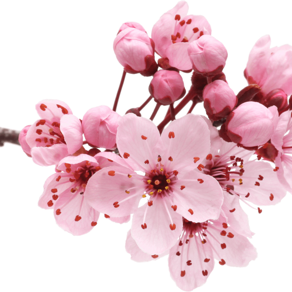 Cherry Blossom PNG