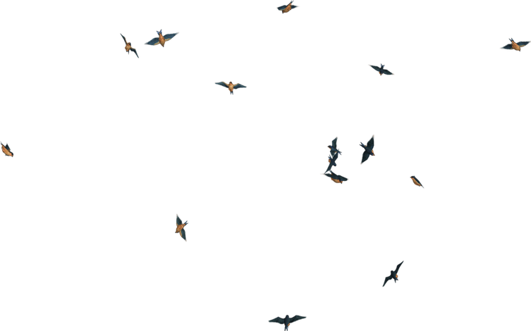 Bird Flying PNG