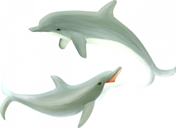 Oceanic Dolphins PNG