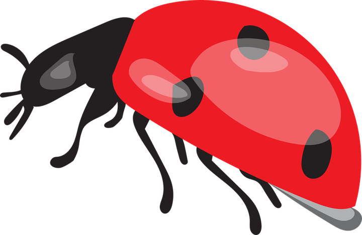 Ladybird Beetle PNG