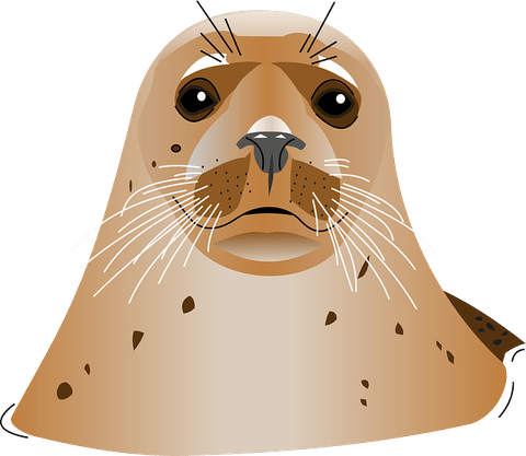 Harbor Seal PNG