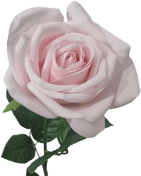 Baby Pink Rose PNG