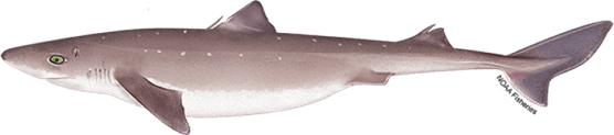 Shark Dog PNG