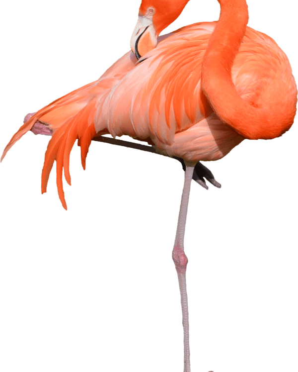 Flamingo PNG