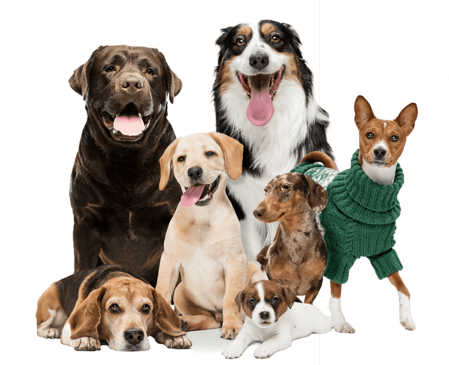 Moving Dog PNG