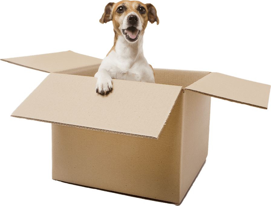 Moving Dog PNG
