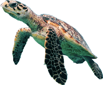 Turtle PNG
