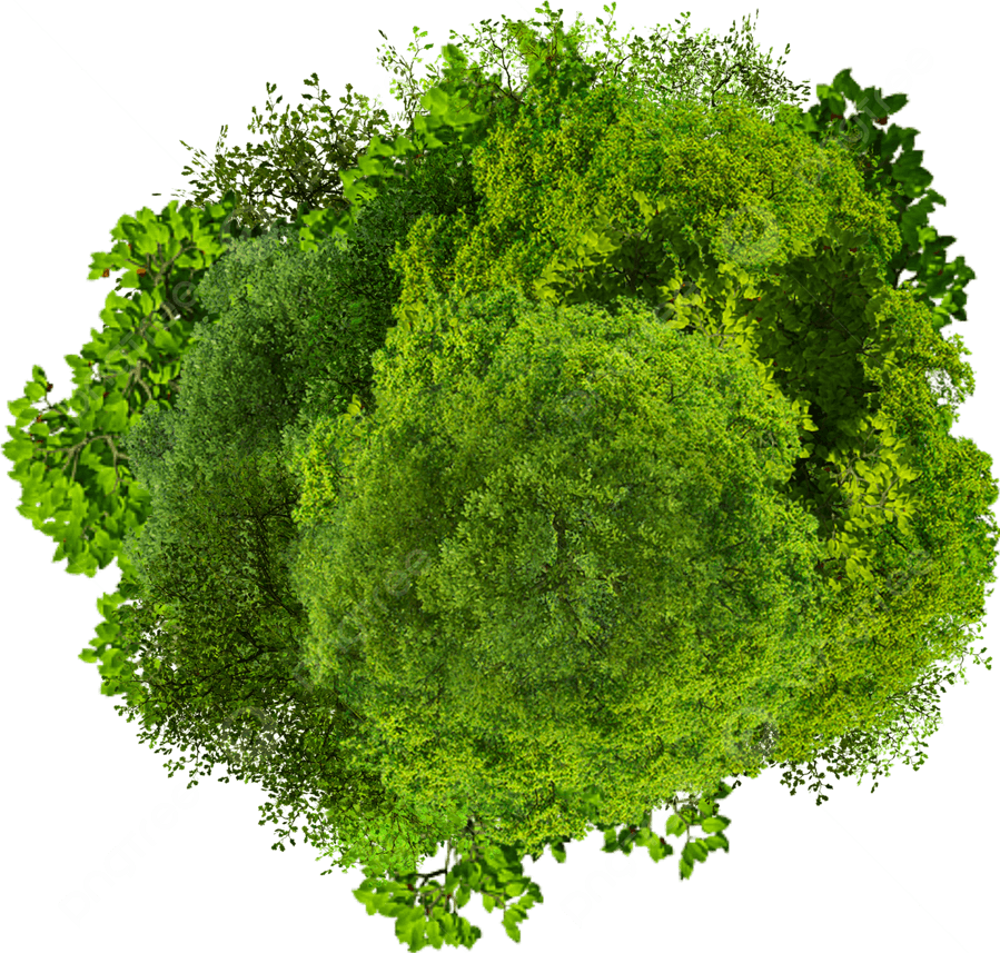 Tree Plan PNG