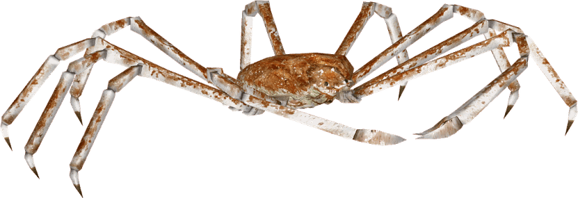 Crab Spiders PNG