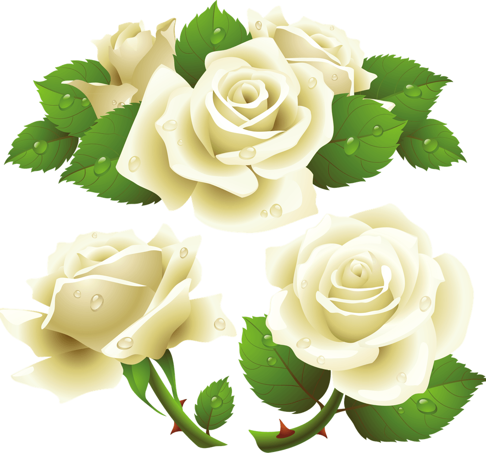 Rose Flower PNG