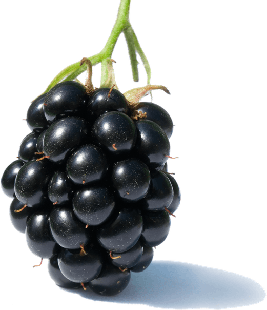 Blackberry Fruit PNG