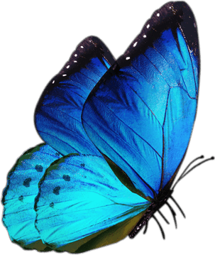 Butterfly Light Blue PNG