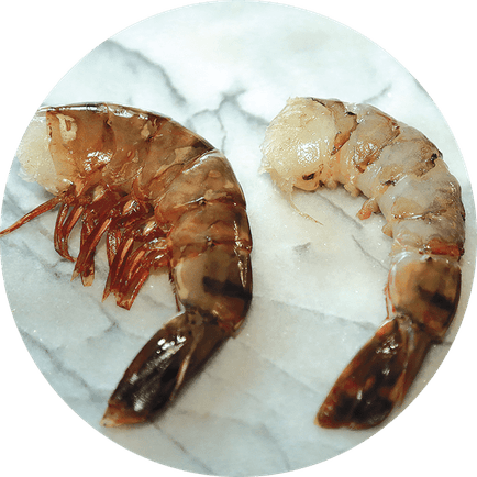 Shell Fish PNG
