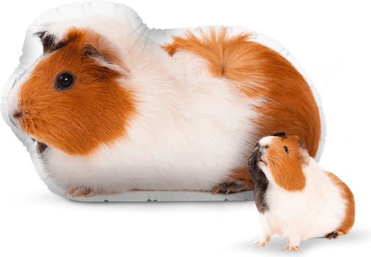 Guinea Pigs PNG