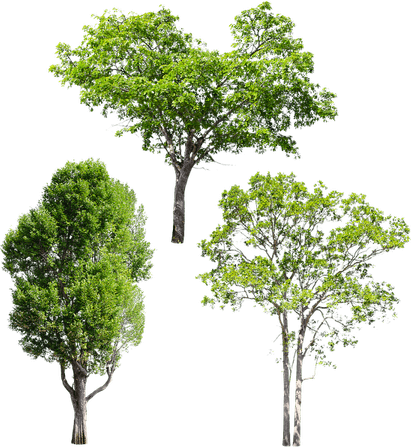 Ironwood Tree PNG