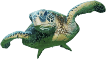 Sea Turtle PNG