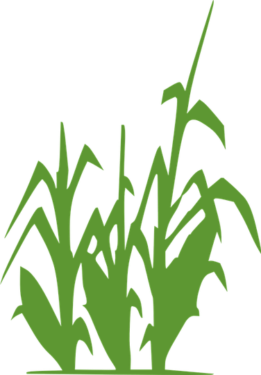 Stalk PNG