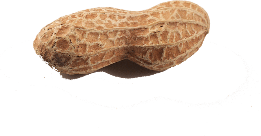 Peanut PNG