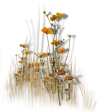 Autumn Grass PNG