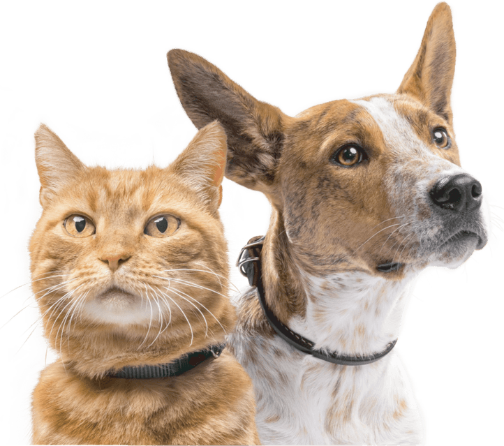 Dog Cat PNG