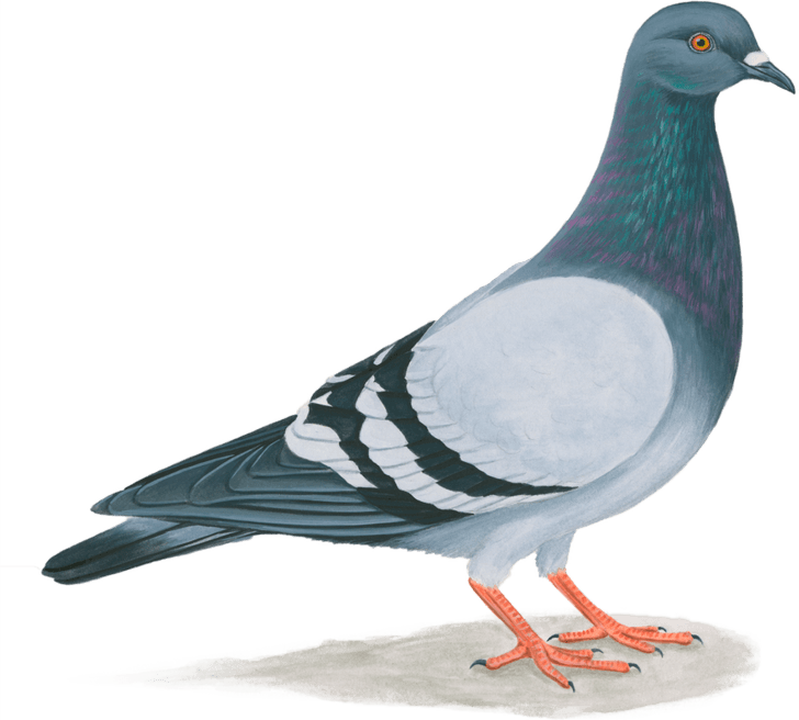 Dove Bird PNG