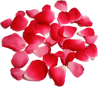 Petal PNG