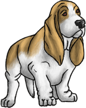 Basset Hound PNG