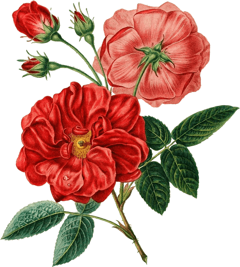 Drawing Of Roses PNG