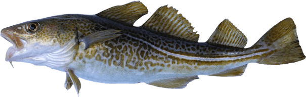 Atlantic Cod PNG