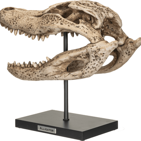 Crocodile Skull PNG