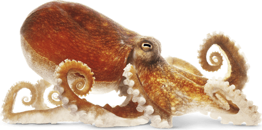 Octopus PNG