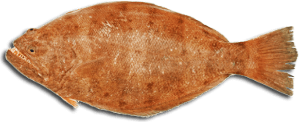 Halibut PNG