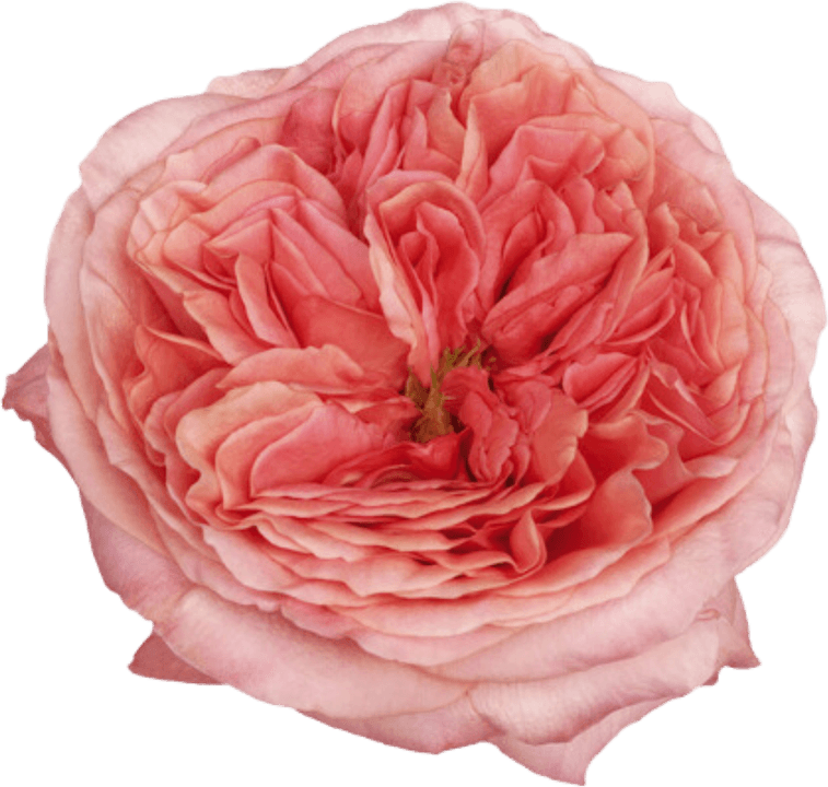 Persian Rose PNG