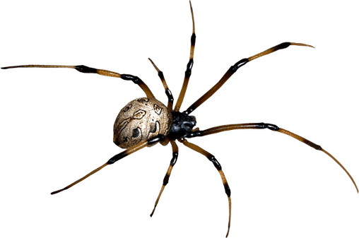 Scorpion Arachnids PNG