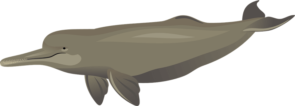 Amazon River Dolphin PNG