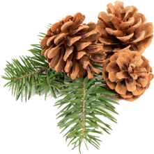 Pine Cone PNG