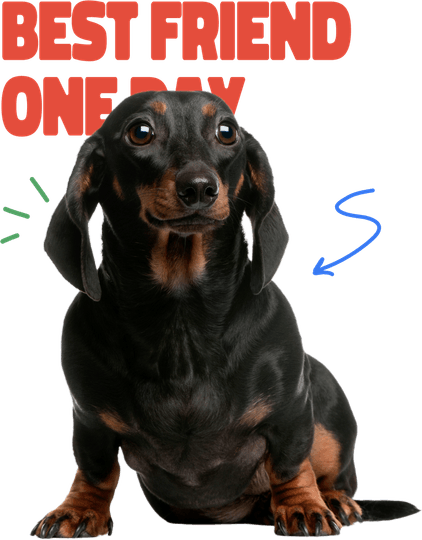 Aggressive Dog PNG