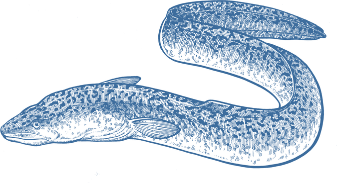 Anguilla PNG