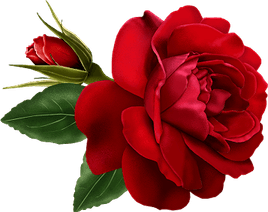 Red Rose PNG