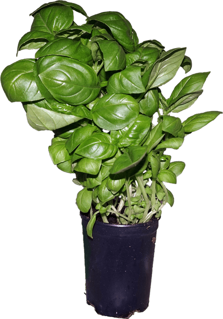Basil Leaf PNG