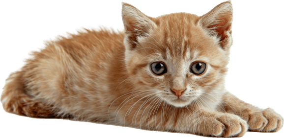 Small Cat PNG