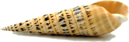 Shell PNG