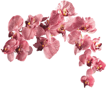 Flower Aesthetic Theme PNG