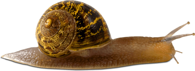 Snail PNG