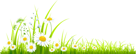 Grass Border PNG