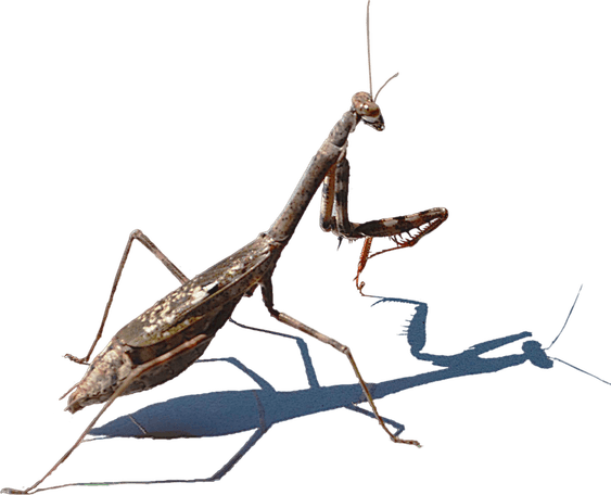 Mantis PNG