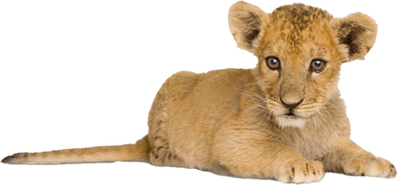 Lion Cub PNG