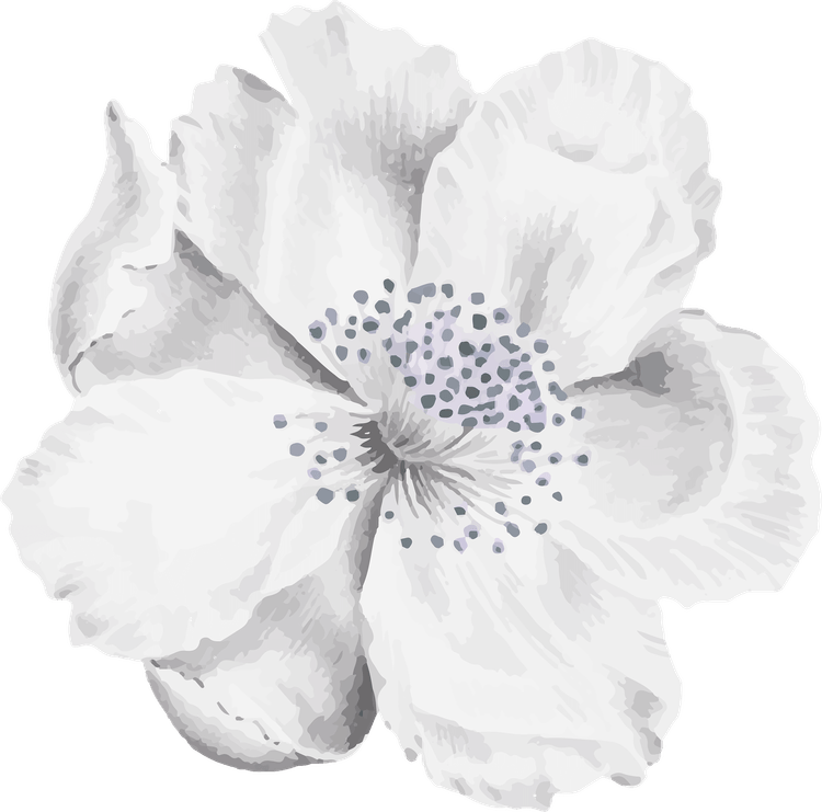 White Flower PNG